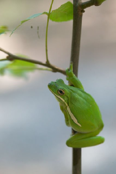  Hyla cinerea ID = 