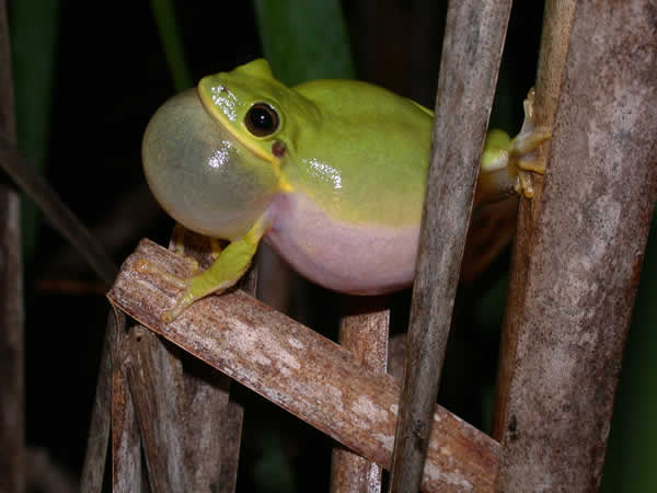  Hyla squirella ID = 