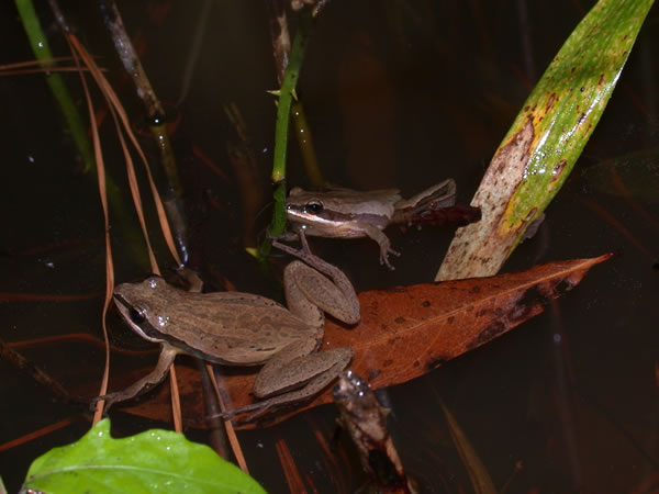  Pseudacris brimleyi ID = 