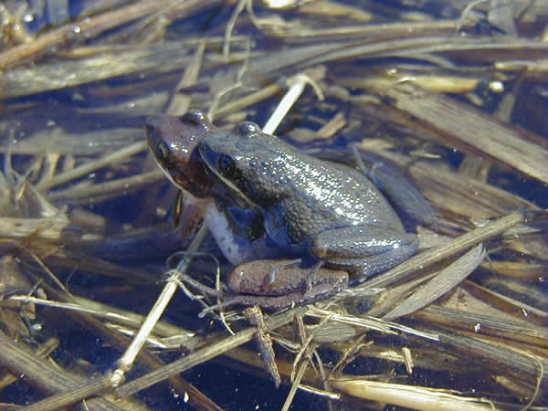  Pseudacris ferairum ID = 