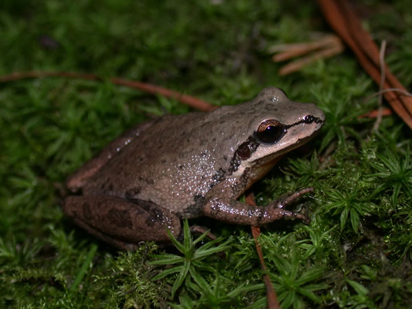  Pseudacris nigrita nigrita ID = 