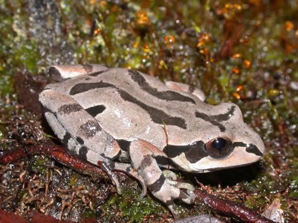  Pseudacris ornata ID = 