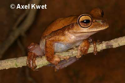  Hypsiboas bischoffi ID = 