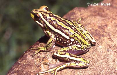  Hypsiboas joaquini ID = 