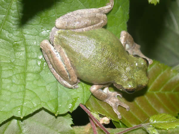  Hyla avivoca ogechiensis ID = 