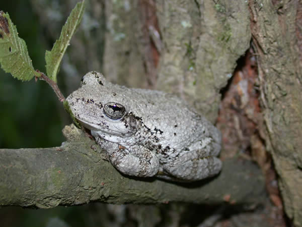  Hyla chrysoscelis ID = 