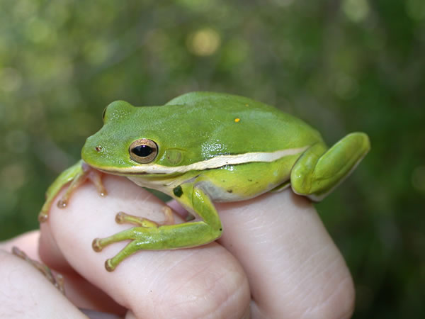  Hyla cinerea ID = 