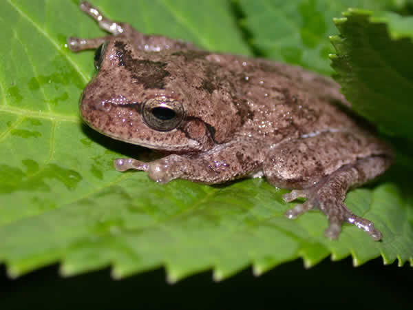  Hyla femoralis ID = 