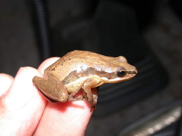  Pseudacris brimleyi ID = 