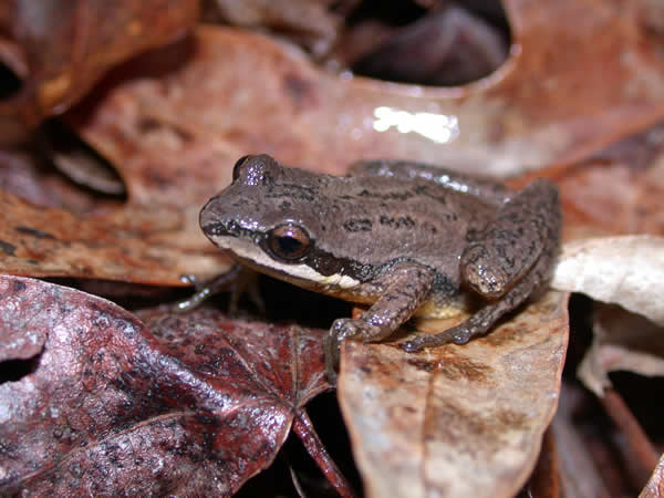  Pseudacris ferairum ID = 