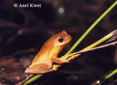  Dendropsophus minutus ID = 