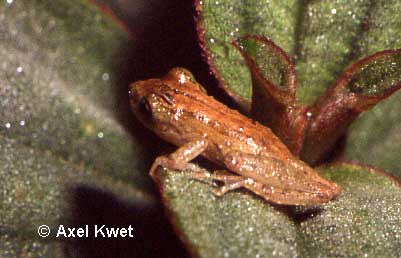  Scinax argyreornatus (MIRANDA-RIBEIRO, 1926) ID = 