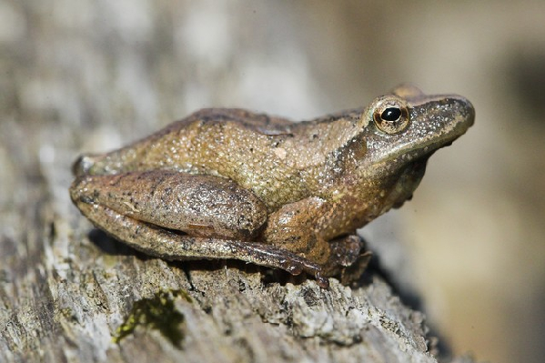  Pseudacris crucifer crucifer ID = 