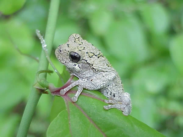  Hyla chrysoscelis ID = 