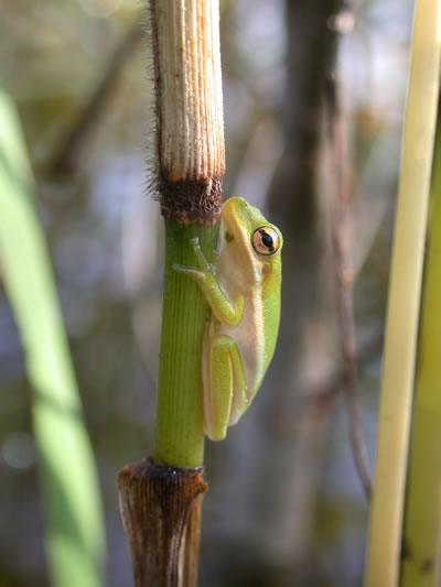  Hyla cinerea ID = 