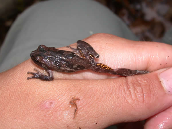  Hyla femoralis ID = 