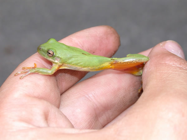  Hyla squirella ID = 