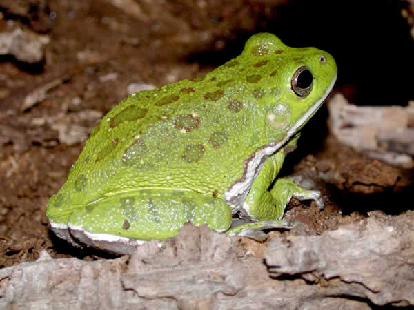  Hyla gratiosa ID = 