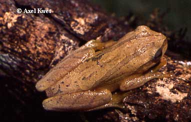  Dendropsophus minutus ID = 