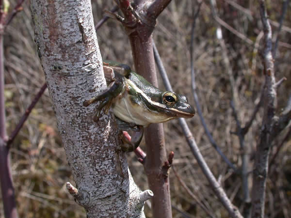  Hyla cinerea ID = 