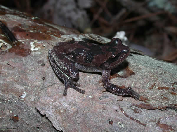  Hyla femoralis ID = 