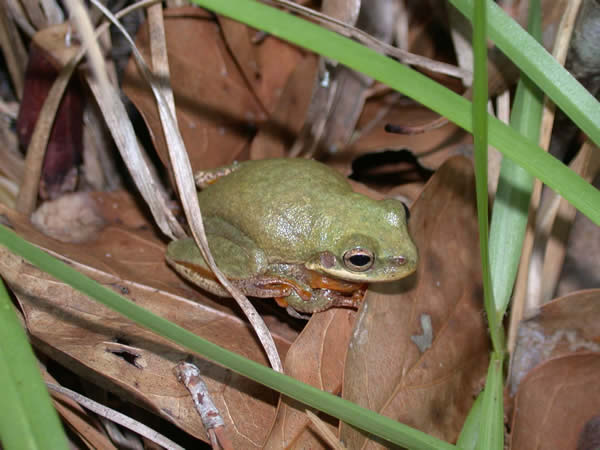  Hyla squirella ID = 