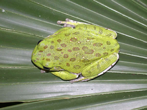  Hyla gratiosa ID = 