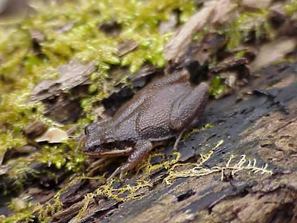  Pseudacris ferairum ID = 