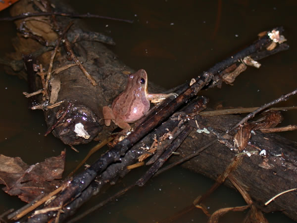  Pseudacris nigrita nigrita ID = 