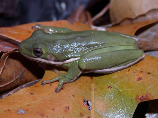  Hyla cinerea ID = 