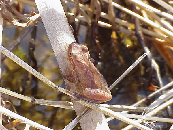  Pseudacris crucifer crucifer ID = 