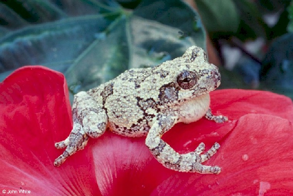  Hyla chrysoscelis ID = 