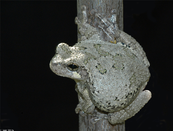  Hyla chrysoscelis ID = 