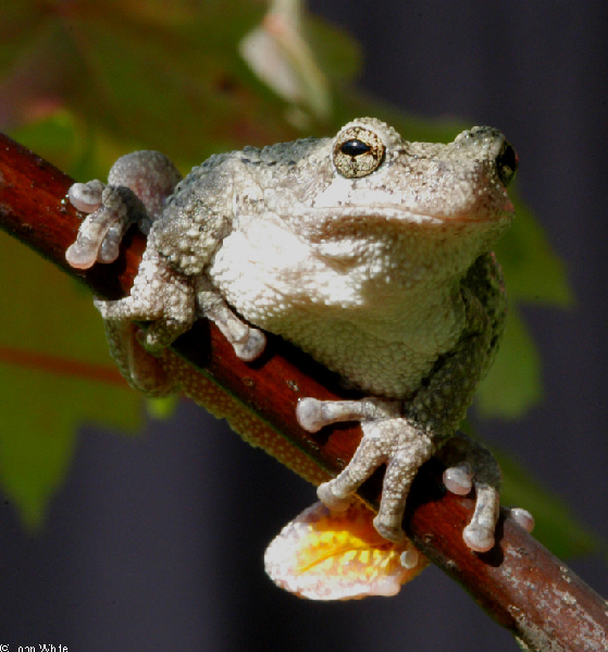  Hyla chrysoscelis ID = 