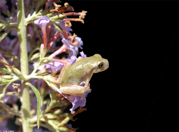  Hyla chrysoscelis ID = 