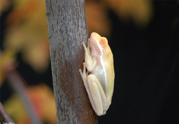  Hyla cinerea ID = 