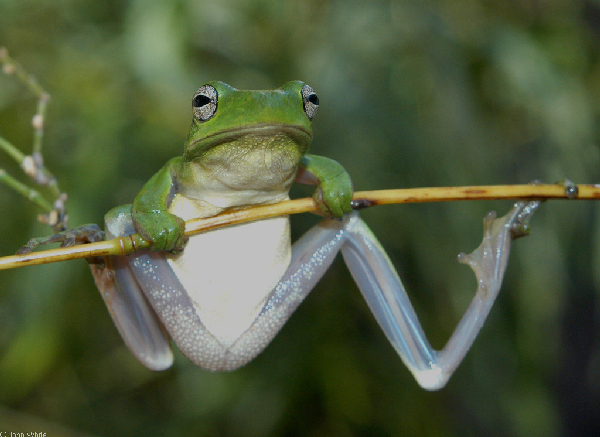  Hyla cinerea ID = 