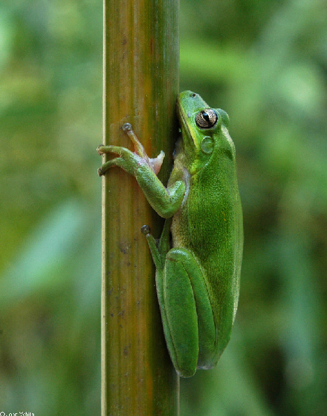  Hyla cinerea ID = 