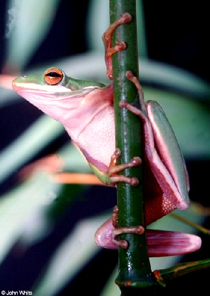  Hyla cinerea ID = 