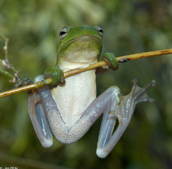  Hyla cinerea ID = 