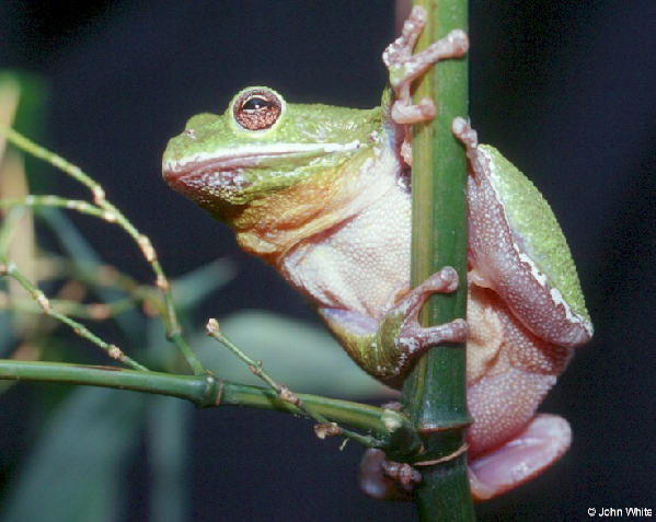  Hyla gratiosa ID = 