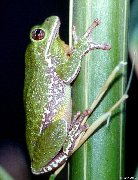  Hyla gratiosa ID = 