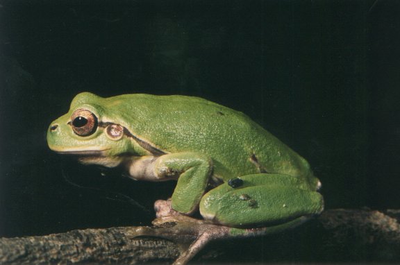  Hyla intermedia ID = 