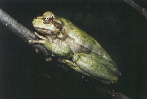  Hyla sarda ID = 