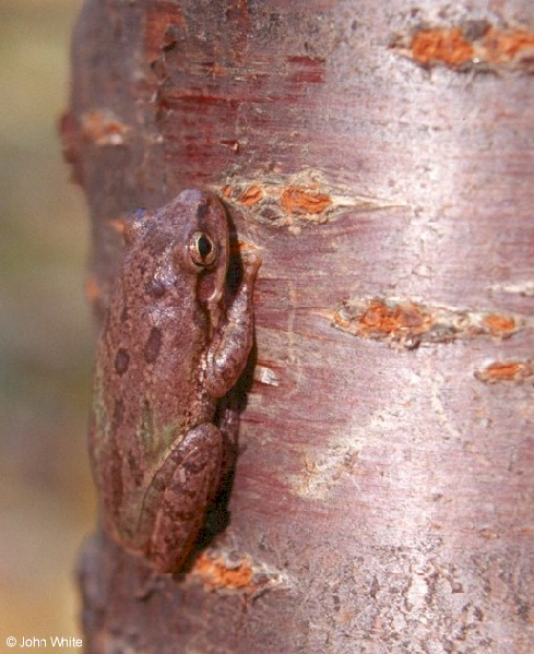  Hyla squirella ID = 