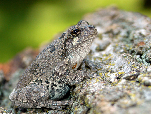  Hyla versicolor ID = 