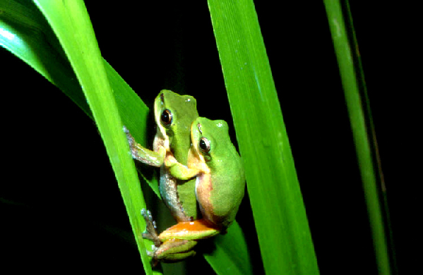  Litoria bicolor ID = 