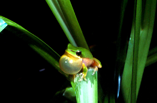  Litoria bicolor ID = 