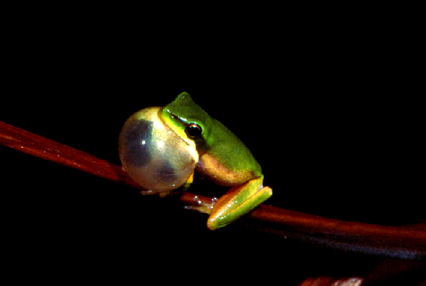  Litoria bicolor ID = 