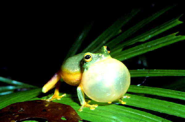  Litoria gracilenta ID = 